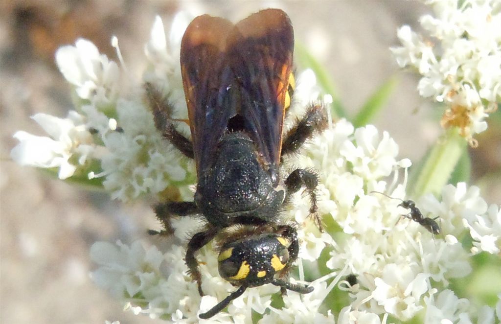 Colpa sexmaculata attaccata da formiche Tapinoma sp.